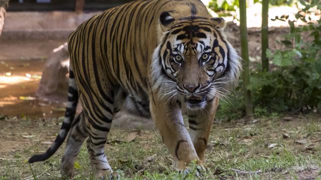 Hunt underway for Sumatran tiger after screaming leads workers to man's body, tiger footprints