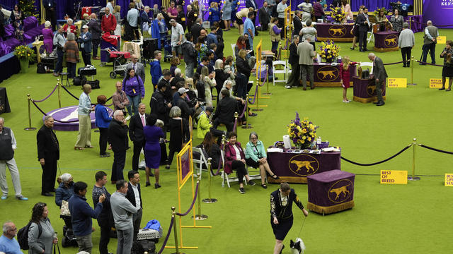 Mixed-breed dog wins Westminster Dog Show's agility competition for first time