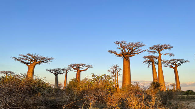 Mysterious origin of the "tree of life" revealed as some of the species is just decades from extinction