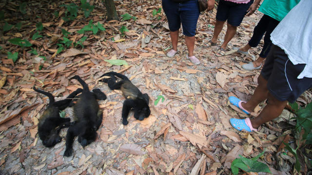 Monkeys are dropping dead from trees in Mexico as a brutal heat wave is linked to "mass deaths"