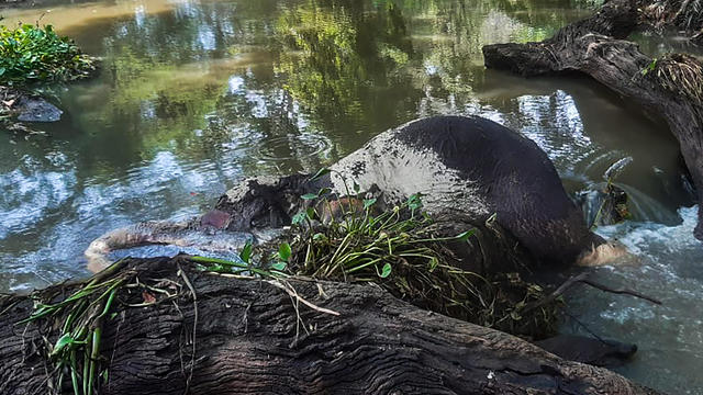 7 young elephants found dead in Sri Lanka amid monsoon flooding