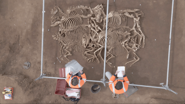 Ancient remains of 28 horses found in France. Were they killed in battle or sacrificed?