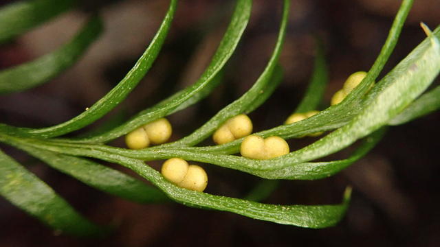 Tiny fern breaks world record for largest genome on Earth — with DNA stretching taller than the Statue of Liberty