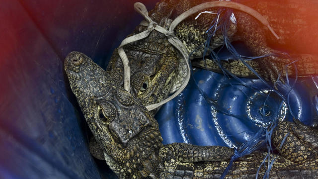 Gang members at prison operated call center and monitored crocodile-filled lake, Guatemala officials say