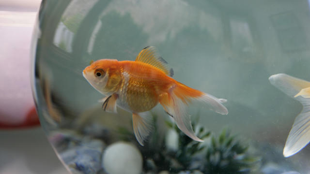 U.K. goldfish goes viral after mysteriously found on doctor's lawn "seconds from death"