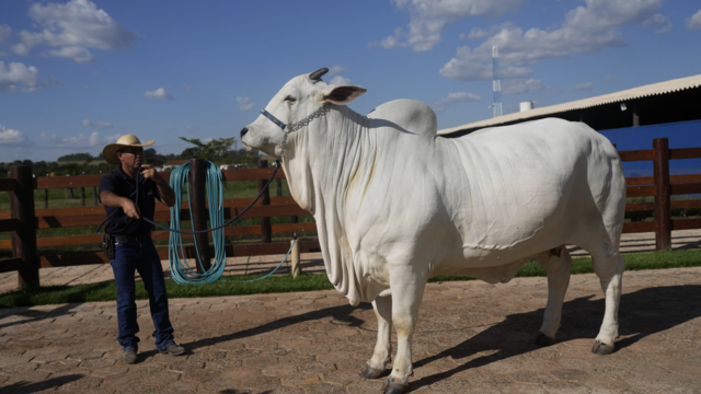 Brazil unveils $4 million supercow, twice as meaty as others of her breed