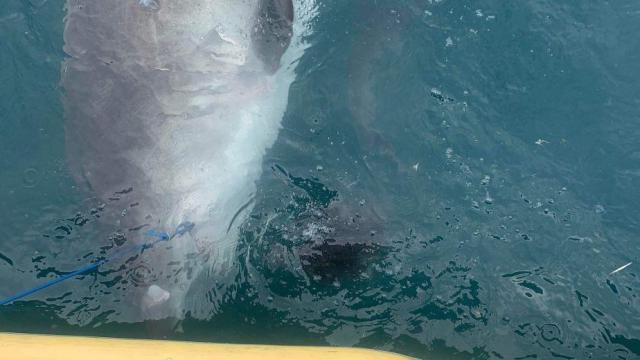 Shark spits out spiky land-loving creature in front of shocked scientists in Australia