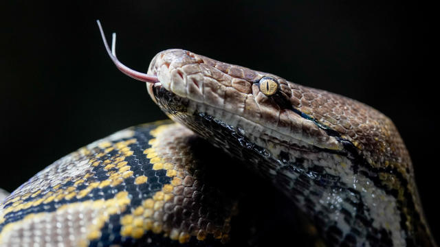 Missing mother found dead inside 16-foot-long python after it swallowed her whole in Indonesia