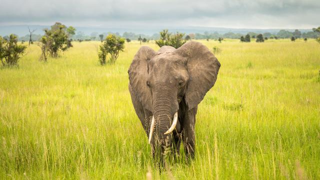 African elephants have individual name-like calls for each other, similar to human names, study finds