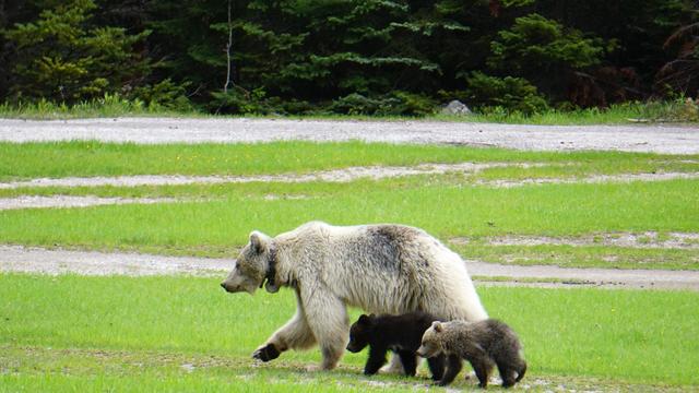 Rare white grizzly bear and her 2 cubs killed hours apart by cars in Canadian park