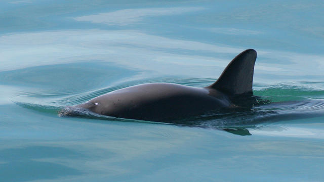 Expedition searching for world's most endangered marine mammal reports dwindling population