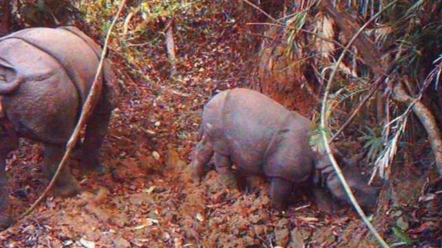 6 suspected poachers arrested over killing of 26 endangered Javan rhinos