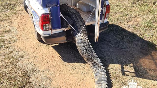 Dog-eating crocodile that terrorized Australian town is killed and eaten by residents: "Never a dull moment"