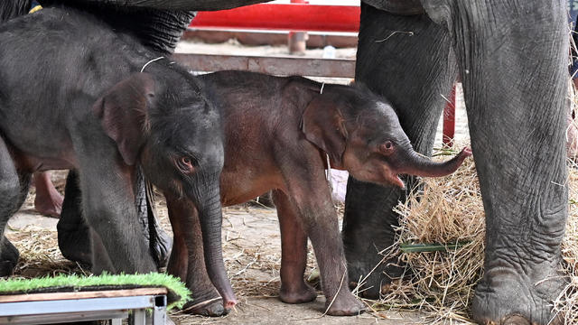 Elephant in Thailand unexpectedly gives birth to rare set of "miracle" twins