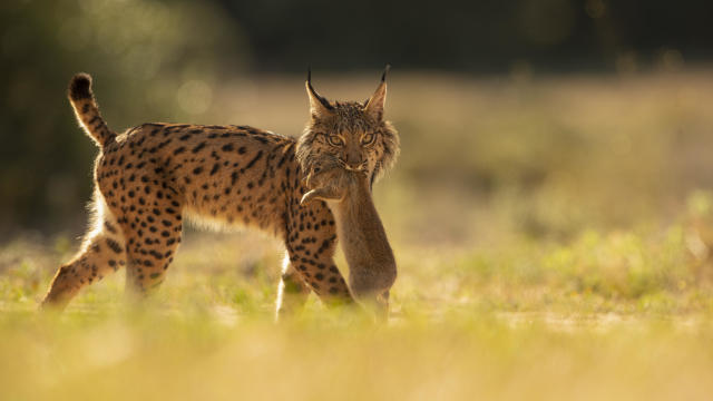 Iberian lynx rebounds from brink of extinction, hailed as the "greatest recovery of a cat species ever achieved"