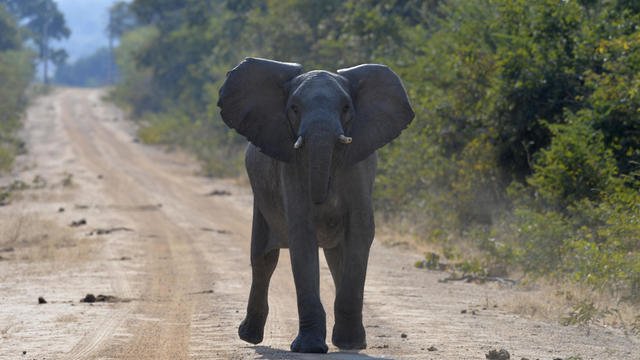 American woman killed by elephant in Zambia, the second such attack this year