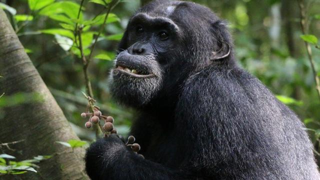 Chimpanzees seek out medicinal plants to treat injuries and illnesses, study finds