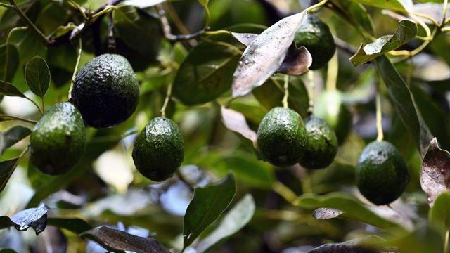 U.S. to resume avocado inspections in Mexican state that were halted by violence