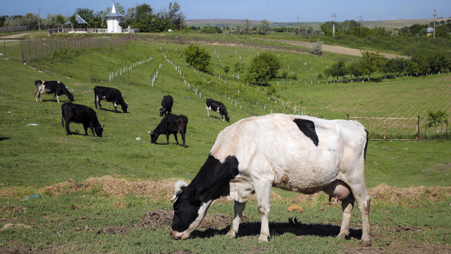 Denmark to target flatulent livestock with tax in bid to fight climate change