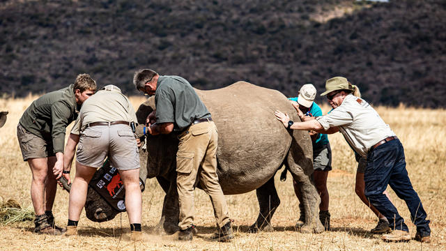 Live rhino horns injected with radioactive material in project aimed at curbing poaching in South Africa