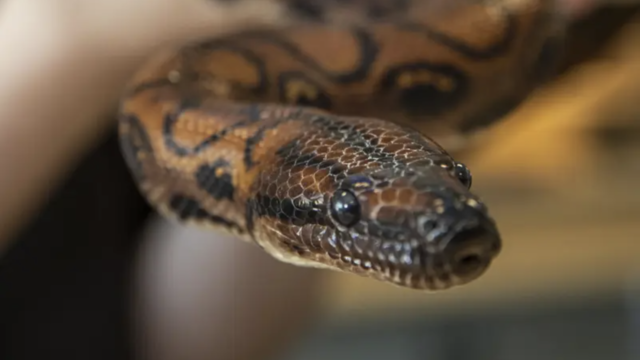 Boa snake named Ronaldo has 14 babies after "virgin birth"