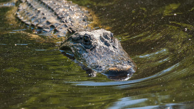 Australian officials search for 12-year-old missing after reported crocodile attack