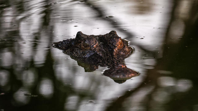 Remains of missing 12-year-old girl in Australia found after apparent crocodile attack