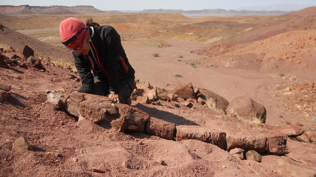 Giant salamander-like predator with fangs existed 40 million years before dinosaurs, research reveals