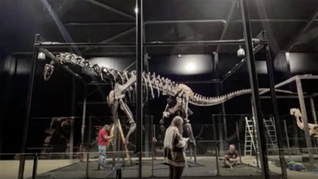 Massive dinosaur skeleton from Wyoming on display in Denmark – after briefly being lost in transit