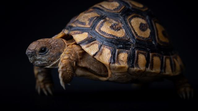 6 "Ninja Turtle Gang" members arrested, 200 smuggled reptiles seized in Malaysia