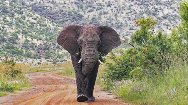 Elephants trample tourist to death after he left fiancée in car to take photos in South Africa