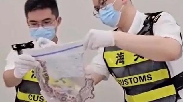 Man caught smuggling 100 live snakes in his pants, Chinese officials say