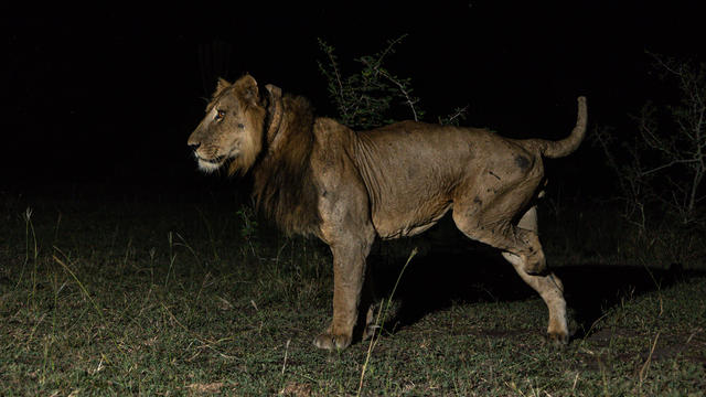 Amputee lion who survived being gored and attempted poachings makes record-breaking swim across predator-infested waters