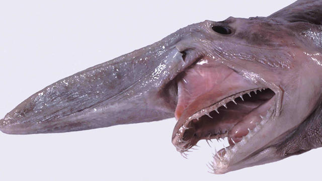 Shark species can get kind of weird. See 3 of the strangest wobbegongs, goblins and vipers.