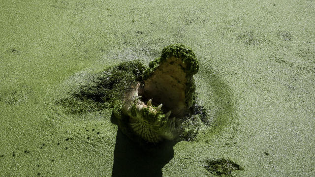 14-foot crocodile that killed girl swimming in Australian creek is shot dead by rangers, police say