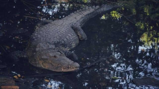 Heavy rains leave at least 200 crocodiles crawling around cities in Mexico near Texas, increasing "risk for the population"