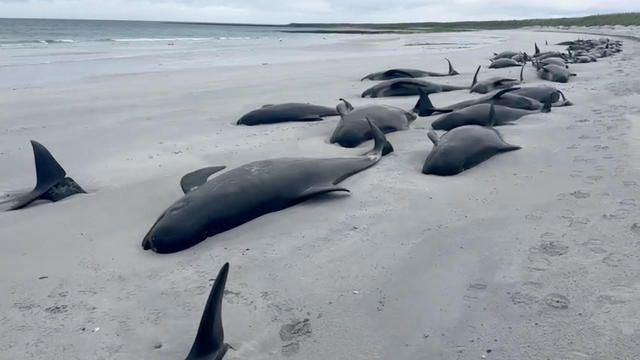 77 pilot whales die on Scotland beach in "one of the larger mass strandings" seen in U.K.