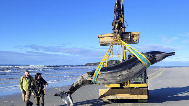 Creature that washed up on New Zealand beach may be world's rarest whale  — a spade-toothed whale