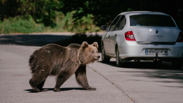 After 19-year-old woman mauled to death, Romania authorizes the killing of nearly 500 bears