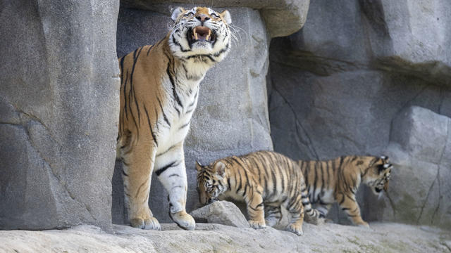 Endangered tiger cubs make their public debut at zoo in Germany