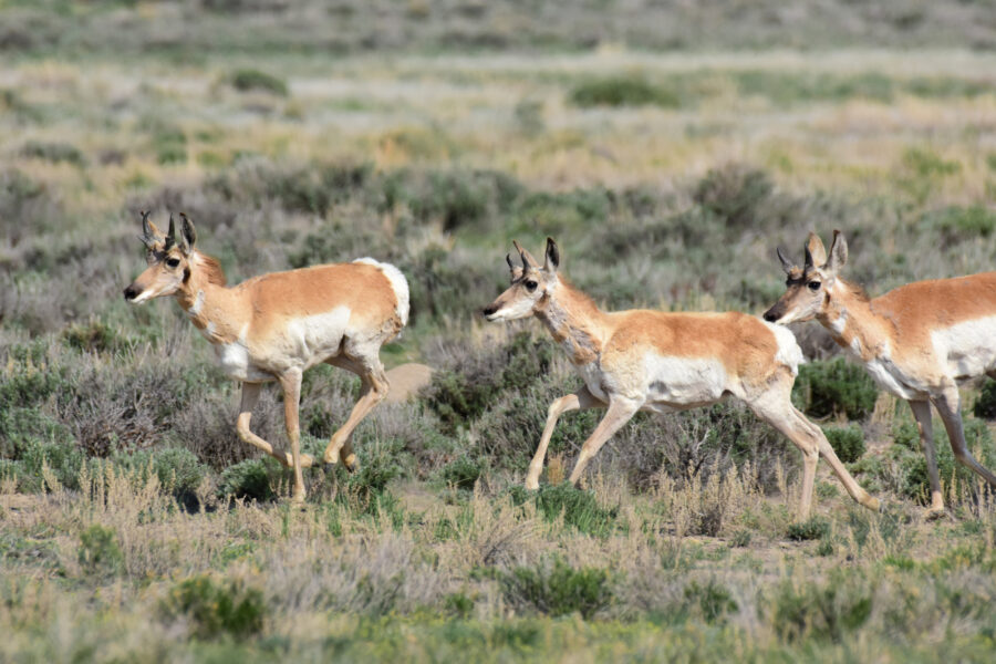 Fossil Fuel Development and Invasive Trees Drive Pronghorn Population Decline in Wyoming