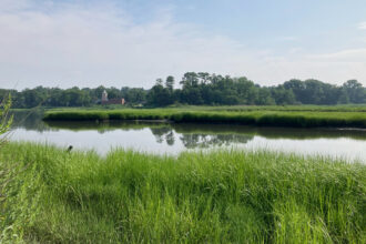 New York’s Marshes Plagued by Sewage Runoff and Lack of Sediment