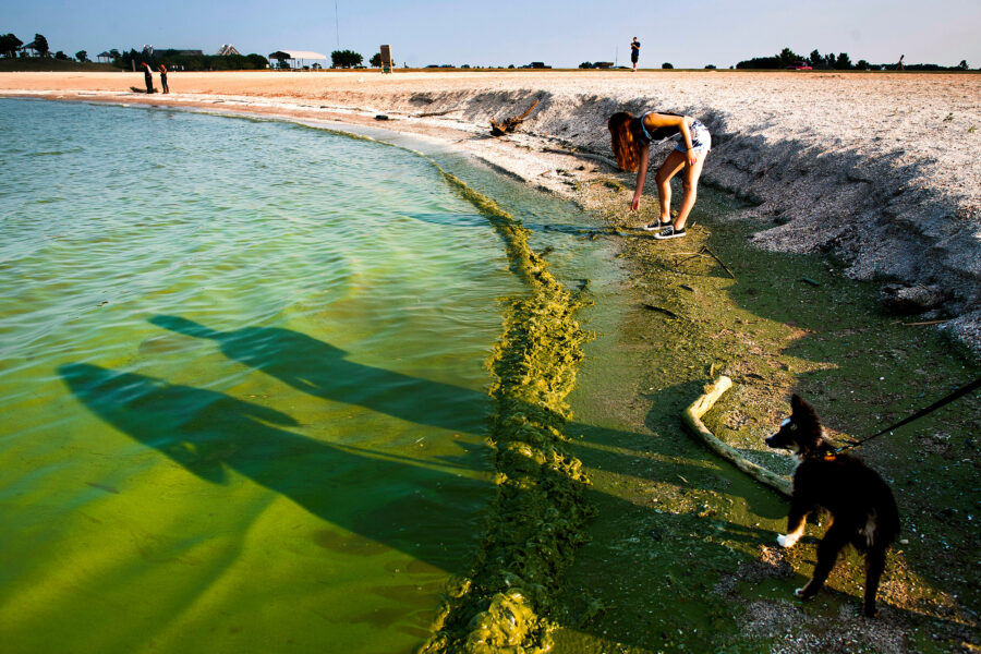 Climate Change Contributes to Shift in Lake Erie’s Harmful Algal Blooms