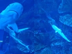 Visitors at Dubai Mall witness rare sight of baby shark's birth inside aquarium