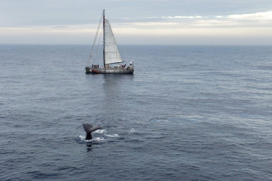 Norway’s Plan for Seabed Mining Threatens Arctic Marine Life, Greenpeace Says