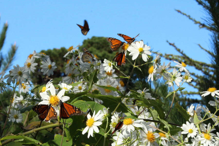 Record-Breaking Heat Waves Add to Risks for Western Monarchs