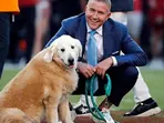 ‘RIP Ben’: Kirk Herbstreit's golden retriever dies after cancer battle, Internet pays tribute to ‘The Goat of Dogs’